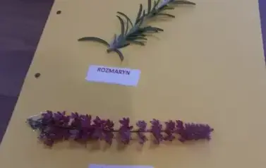 Warsztaty "Jesienne zielniki" 10